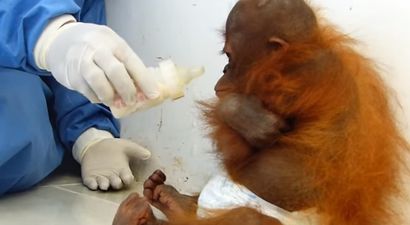 VIDEO: Distressing Footage Shows Orphaned Baby Orangutan Hugging Herself