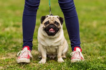 We’ve Met The Humans Of Dublin, Now Let’s Meet The Others