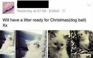 Kittens Sold On Facebook As ‘Live Bait’ For Fighting Dogs