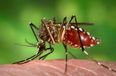 Zika Virus Is Spreading Much Faster Than Anticipated