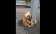 A Lost Sloth Caused A Traffic Jam In Ecuador And It’s A Lot To Take In