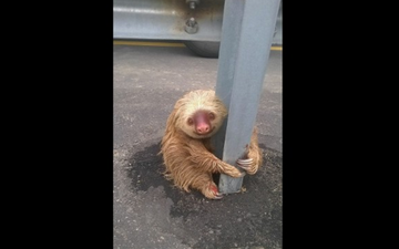 A Lost Sloth Caused A Traffic Jam In Ecuador And It’s A Lot To Take In