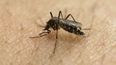 Zika Virus Spreads To Europe As Cases Reported In Germany