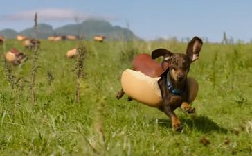 VIDEO: Weiner Dogs And Heinz Ketchup Come Together And It’s Magnificent