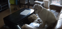 WATCH: Footage Captured On Nanny Cam Shows What Dogs Really Get Up To On Their Own