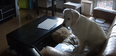 WATCH: Footage Captured On Nanny Cam Shows What Dogs Really Get Up To On Their Own