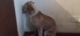 WATCH: Heartbreaking Footage Shows Dog With Severe Anxiety In Irish Rescue Centre