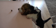 WATCH: The Unluckiest and Cutest Puppy in the World Fails to Get a Treat