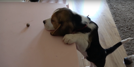 WATCH: The Unluckiest and Cutest Puppy in the World Fails to Get a Treat