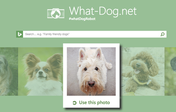 What-Dog Is The Website You Never Knew You Needed