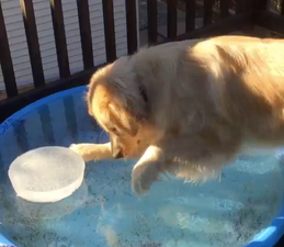 VIDEO – This Dog’s Favourite Toy Got Frozen In A Paddling Pool