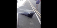 WATCH – Cheeky Seal Visits Wicklow Town Fish Shop To Pick Up A Few Bits