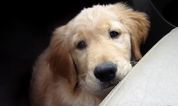 WATCH – This Video Of A Guide Dog In Training Will Make You Bawl