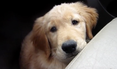 WATCH – This Video Of A Guide Dog In Training Will Make You Bawl