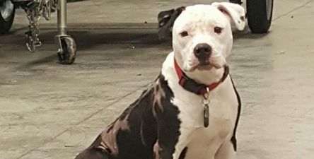 This Puppy Was Rescued From A Fire And Now He’s A Firefighter