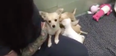 WATCH – This Video Of A Rescue Dog Reunited With Her Puppies Will Hit You Right In The Feelings