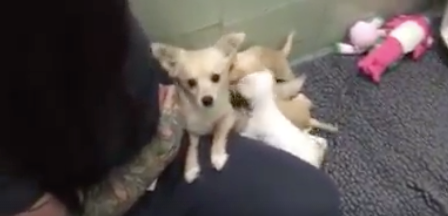 WATCH – This Video Of A Rescue Dog Reunited With Her Puppies Will Hit You Right In The Feelings