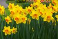 Help Beat Cancer This Daffodil Day