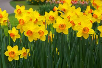 Help Beat Cancer This Daffodil Day