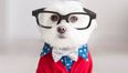 Toby The Maltese Terrier Has Better Dress Sense Than All Of Us