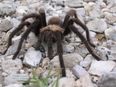 People Were Freaking Out in Antrim Yesterday About an Escaped Tarantula