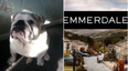 One-Eyed Pup Joins The Emmerdale Cast And He’s Only Gorgeous