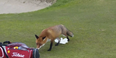 VIDEO – A Fox Robbed This Man’s Wallet On A Louth Golf Course And It’s Going Viral