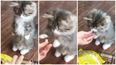 This Gif of a Kitten Clapping Its Paws for Treats Is All You Ever Need to See