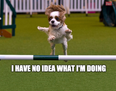 12 Adorable Dog Memes From Crufts 2016