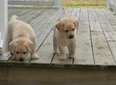 WATCH – These Puppies Are Learning How To Use Stairs For The First Time