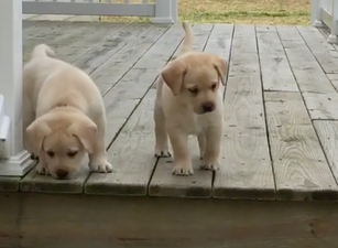 WATCH – These Puppies Are Learning How To Use Stairs For The First Time