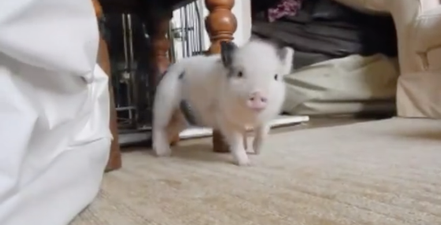Watch: This Pig Dancing To Rihanna’s ‘Work’ Is The Best Thing You’ll See Today