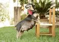 PICS – Pregnant Dog Works All Her Angles In A Maternity Photoshoot