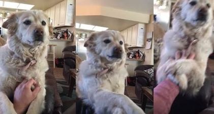 WATCH: This Golden Retriever Can’t Get Enough Human Contact