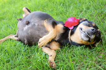PICS: This Dog’s Maternity Pictures Are Adorable