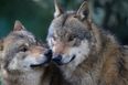 Eight Grey Wolves Have Arrived At Dublin Zoo