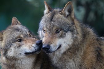 Eight Grey Wolves Have Arrived At Dublin Zoo