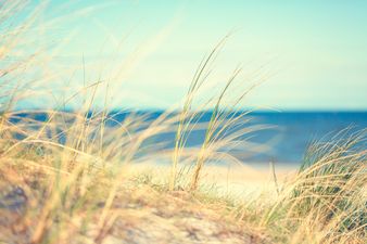 This Touching Memorial For A Dog Who Loved The Beach Is Too Much