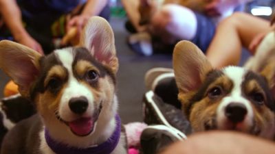 WATCH – This Puppy Food Advert Will Cure Your Monday Blues