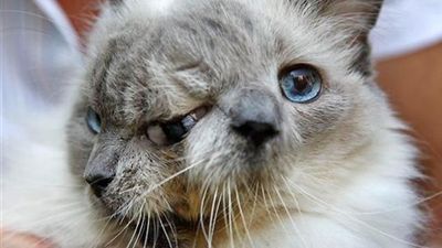 VIDEO – This Cat Born With Two Faces Lived For 15 Years