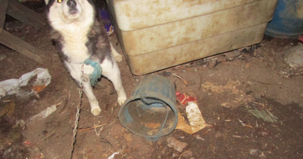The ISPCA Have Highlighted A Horrific Animal Cruelty Case In Cork