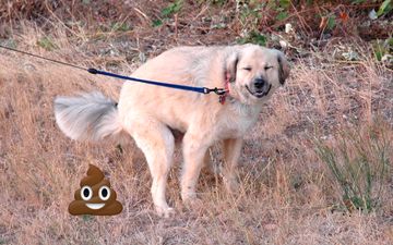 This Is Why Your Dog Stares At You As It Poops