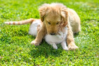 These are the most popular pet names of 2016