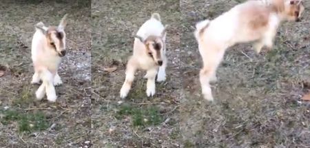 WATCH: Baby goat can’t get the hang of jumping and it is beyond adorable