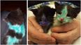 Abandoned kittens found ‘coloured in’ with markers and pens