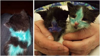 Abandoned kittens found ‘coloured in’ with markers and pens