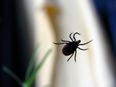 HSE issue Lyme Disease warning