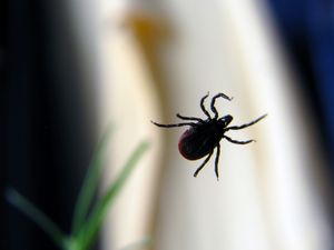 HSE issue Lyme Disease warning