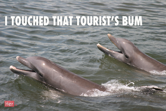 Beautiful wildlife images ruined and turned into memes for your enjoyment