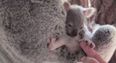 Watch: This baby koala clinging to his mother will make your Tuesday